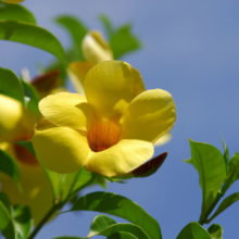 Fleurs – Allamanda Hôtel